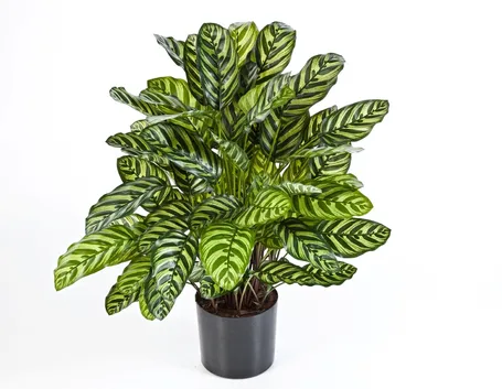piante ornamentali finte