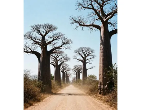 Baobab