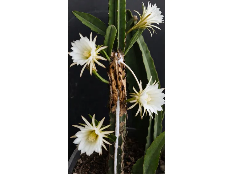 cactus malato