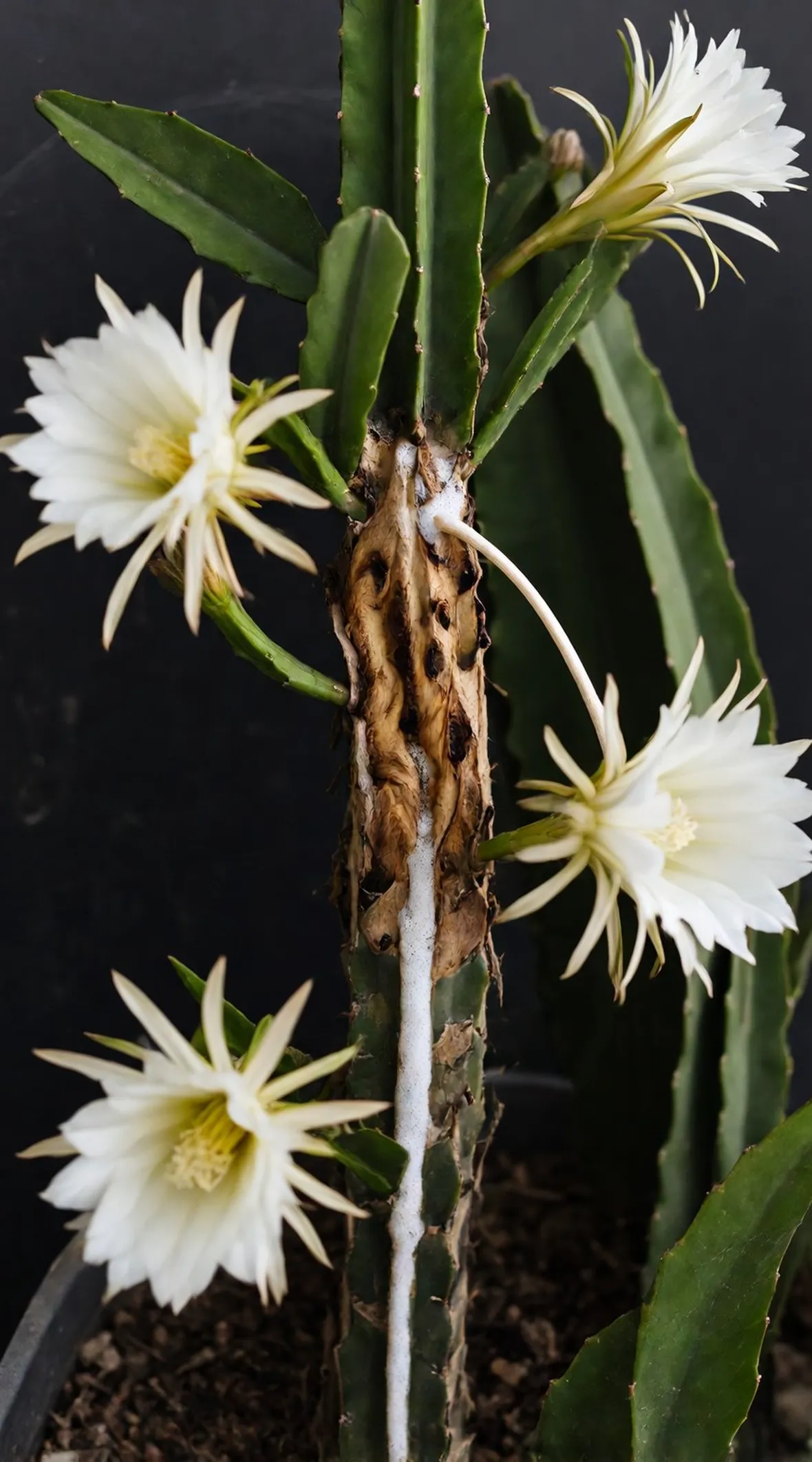cactus malato
