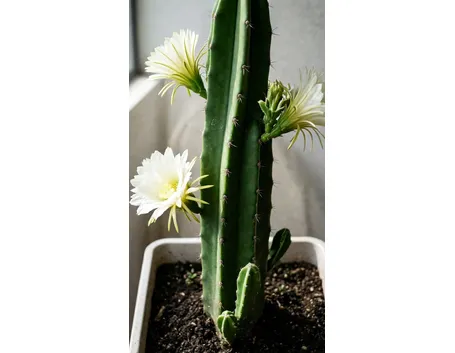 Cereus
