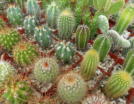 cactus