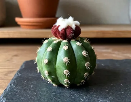 Melocactus