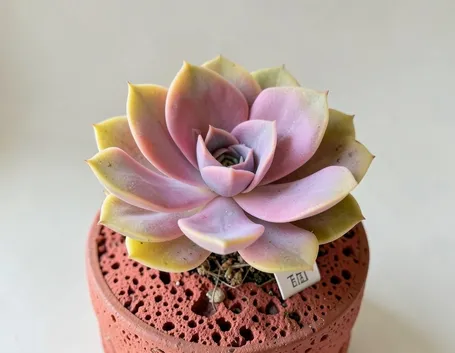 Astrophytum