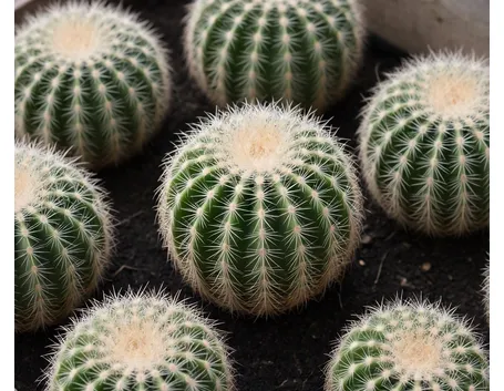 Echinocactus grusonii