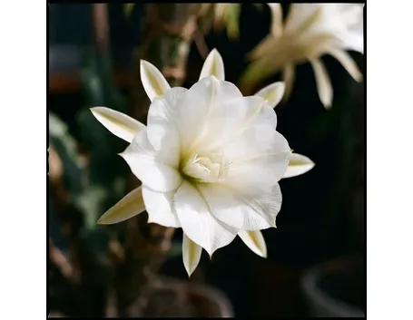 Epiphyllum