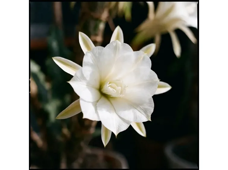 Epiphyllum