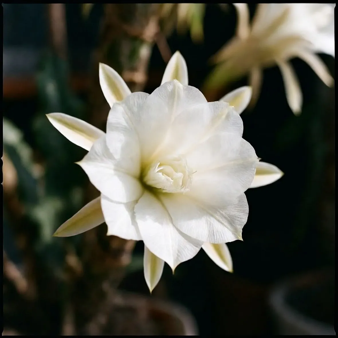 Epiphyllum