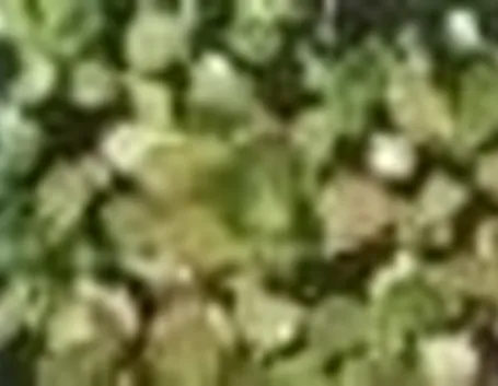 Crassula