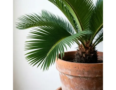 cycas