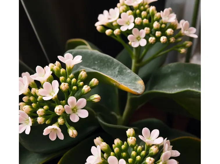 Kalanchoe