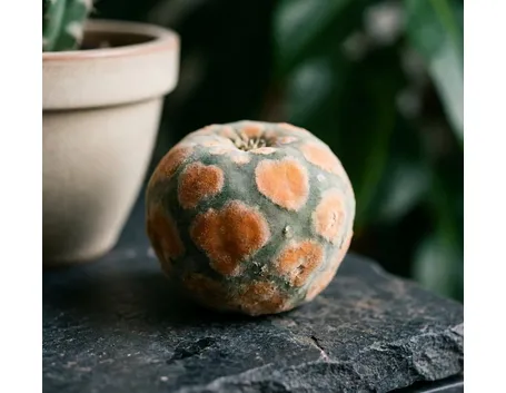 Lophophora