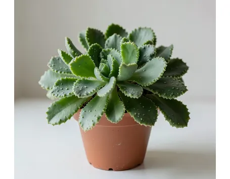 Kalanchoe