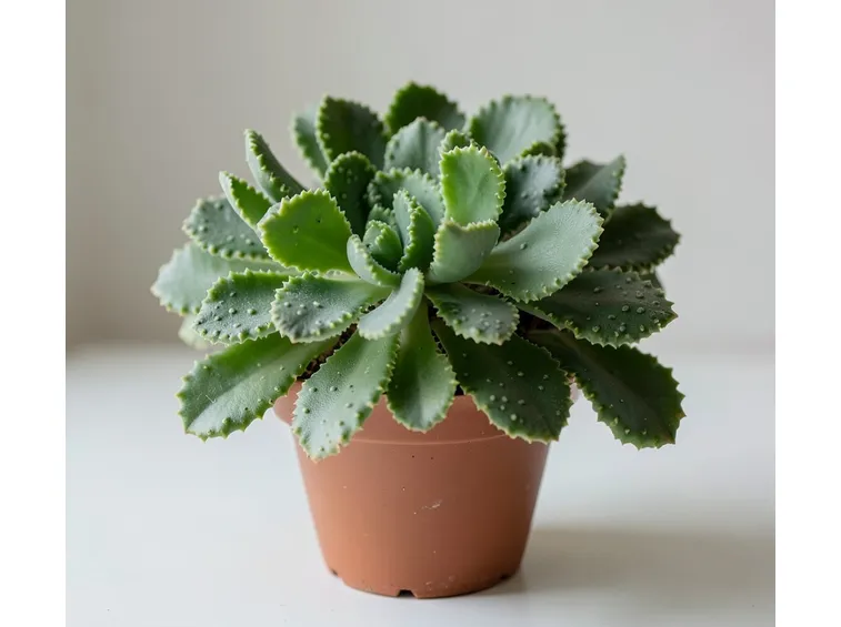 Kalanchoe