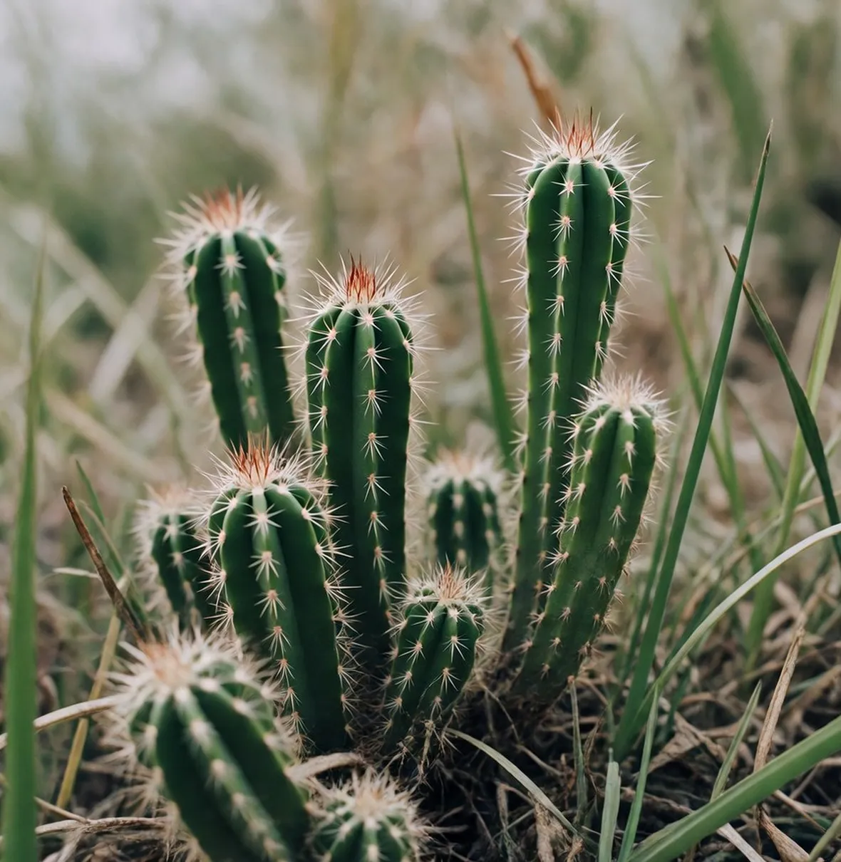 cactus