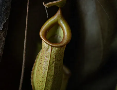 nepenthes