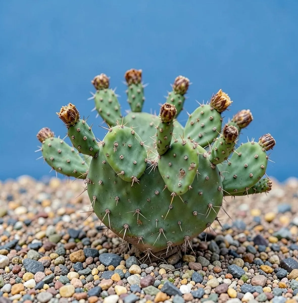 opuntia