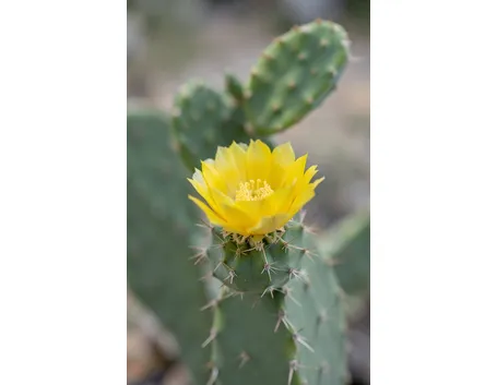 opuntia