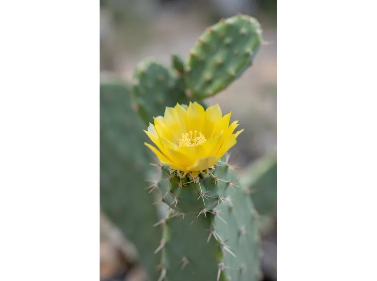 opuntia