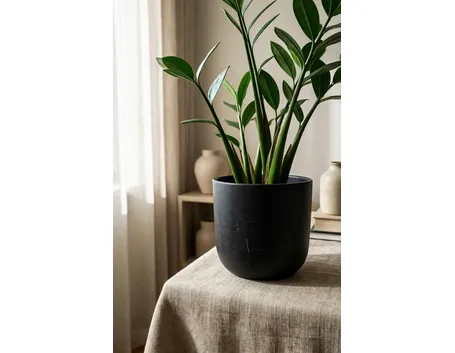 Zamioculcas