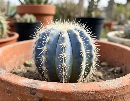 piante succulente