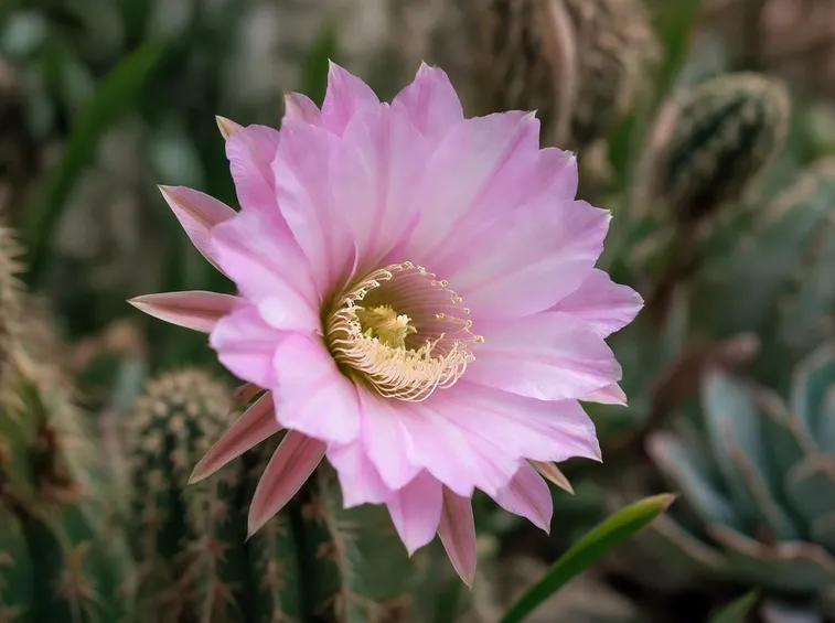 Echinopsis