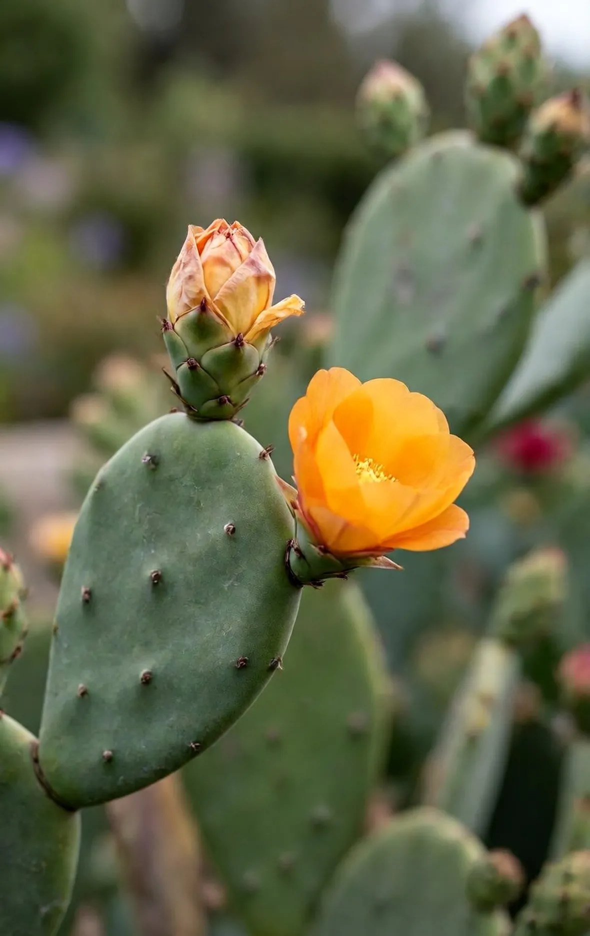 Opuntia