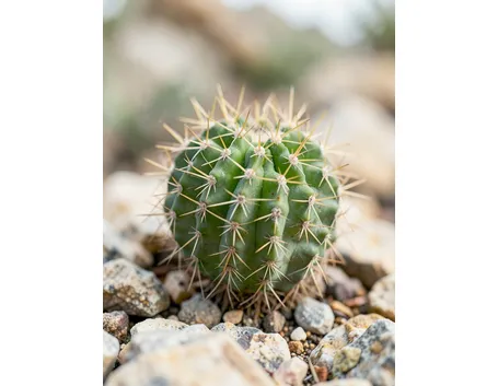 Cactacee