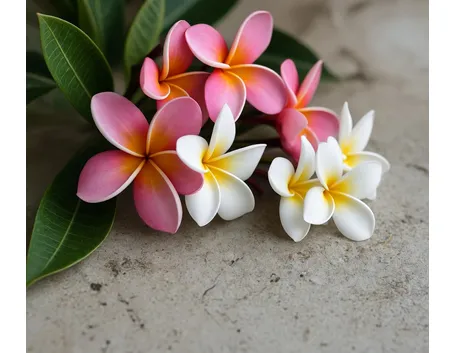 Plumeria