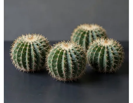 echinocactus