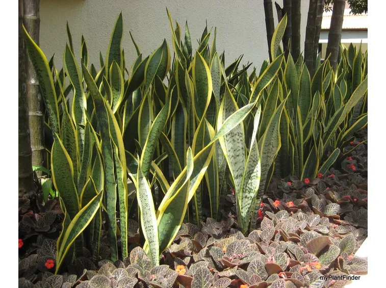 zamia