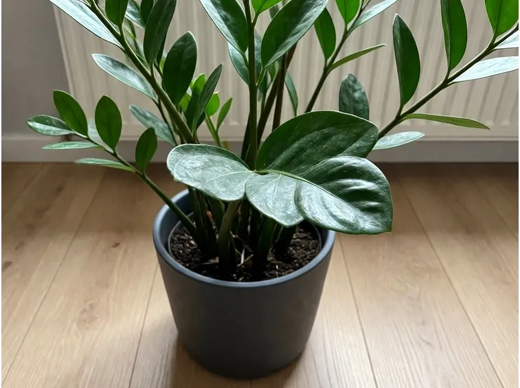 Zamioculcas