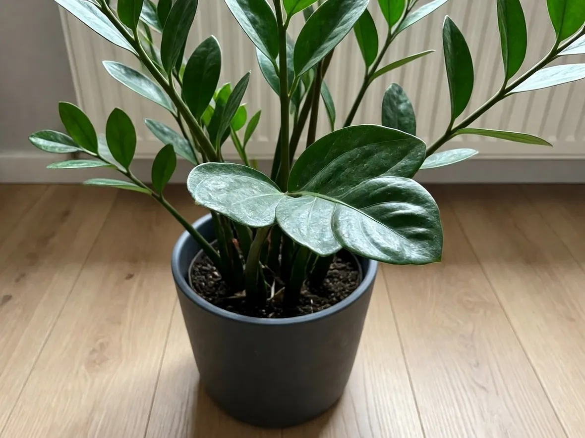 Zamioculcas