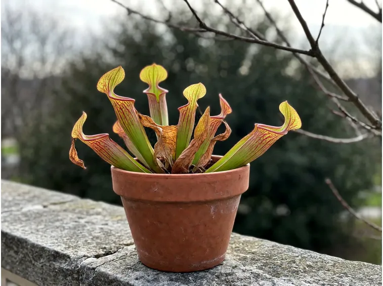 Perché la sarracenia deve riposare al freddo