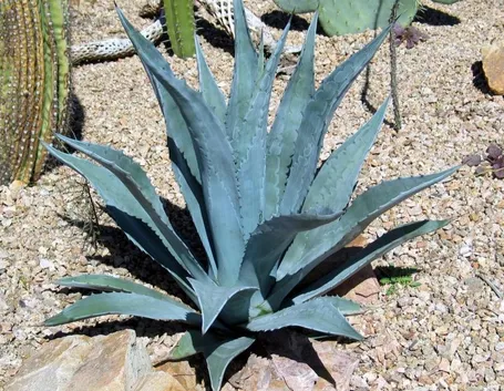 agave americana