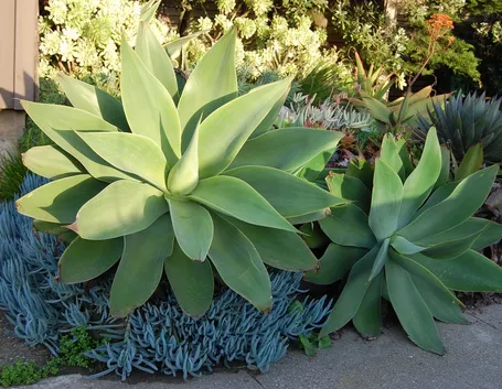 agave attenuata piante