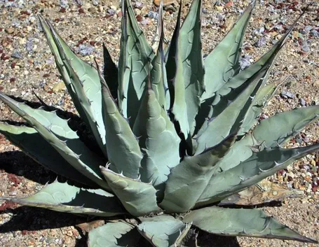 agave pianta