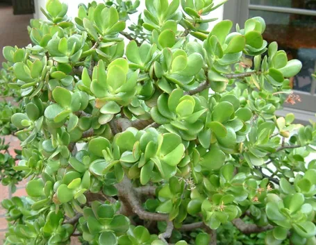 Crassula ovata in vaso
