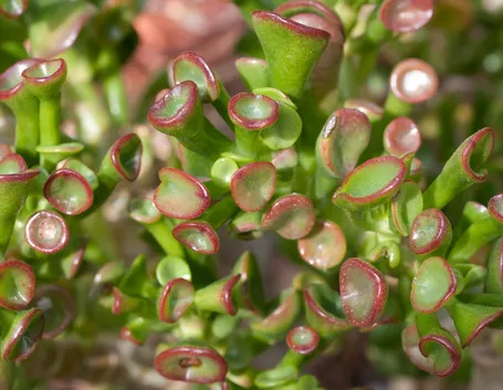 Crassula Portulacea