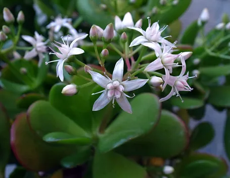 I piccoli fiori della Crassula