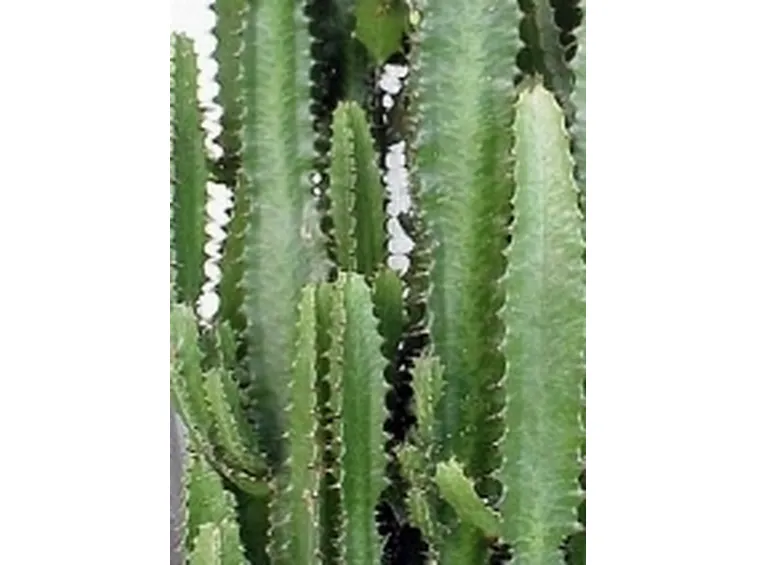 euphorbia trigona