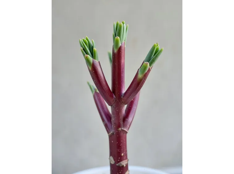 euphorbia trigona purpurea