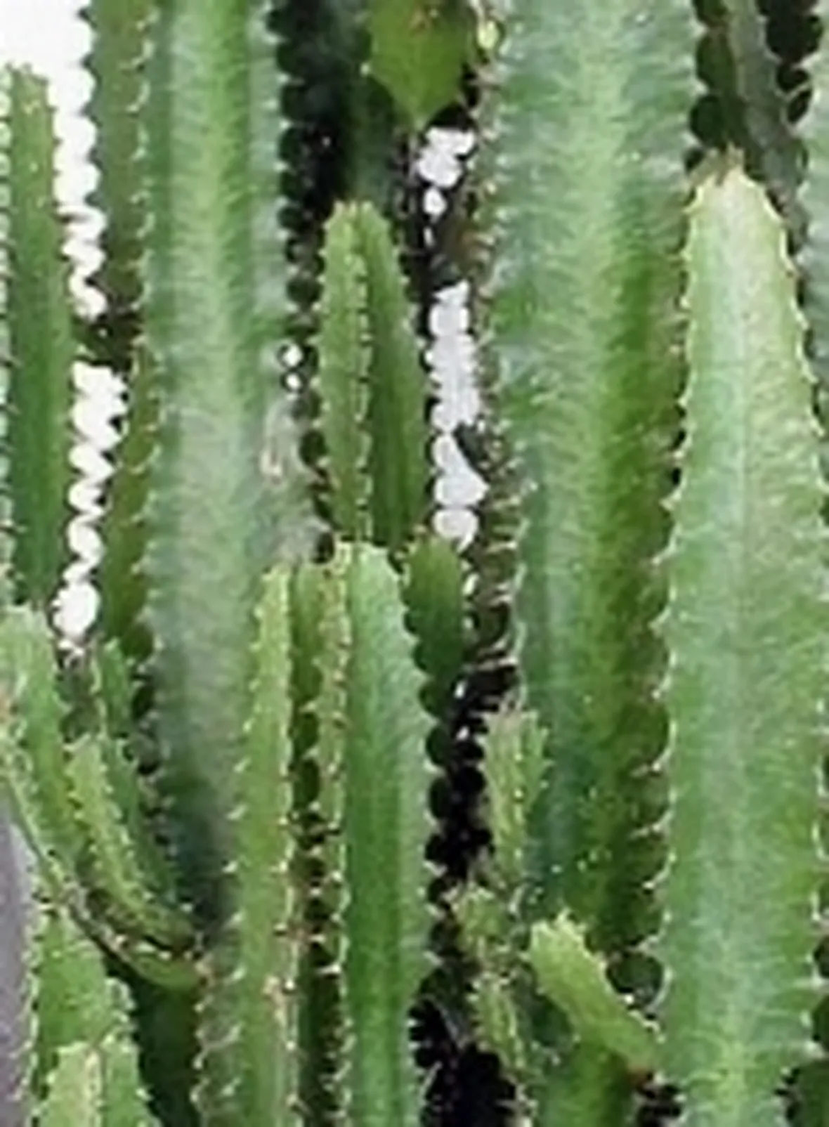 euphorbia trigona