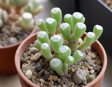Fenestraria 