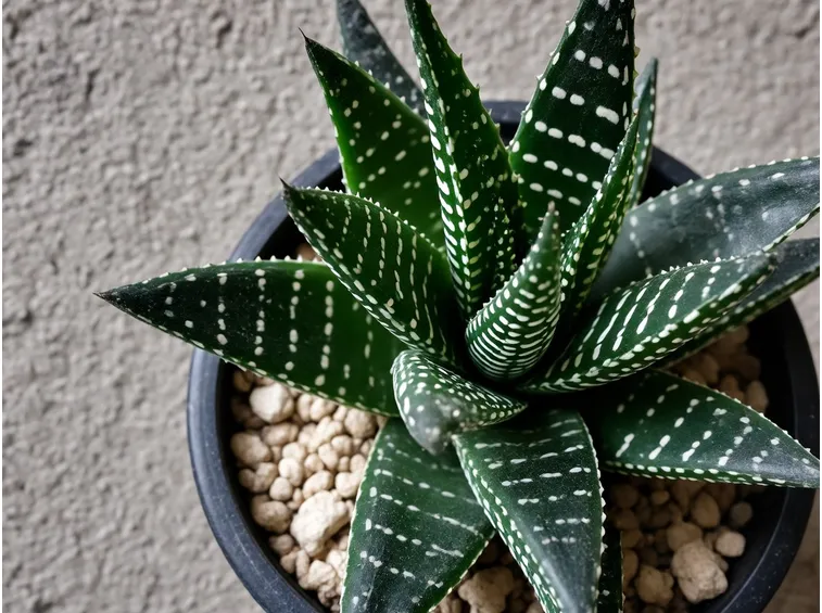 haworthia fasciata