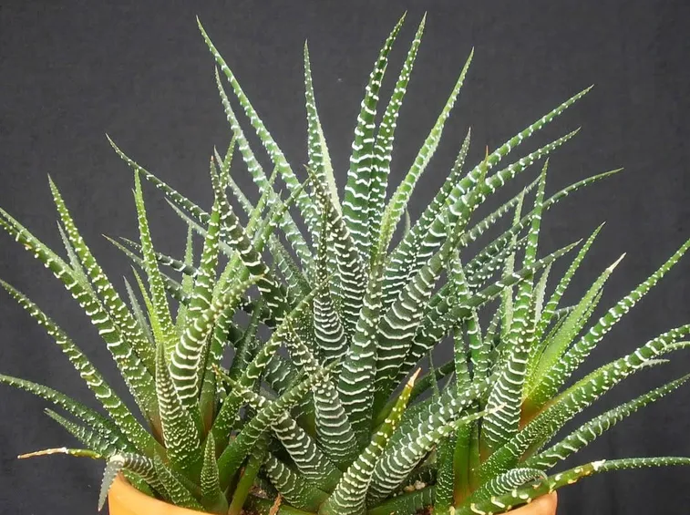 haworthia