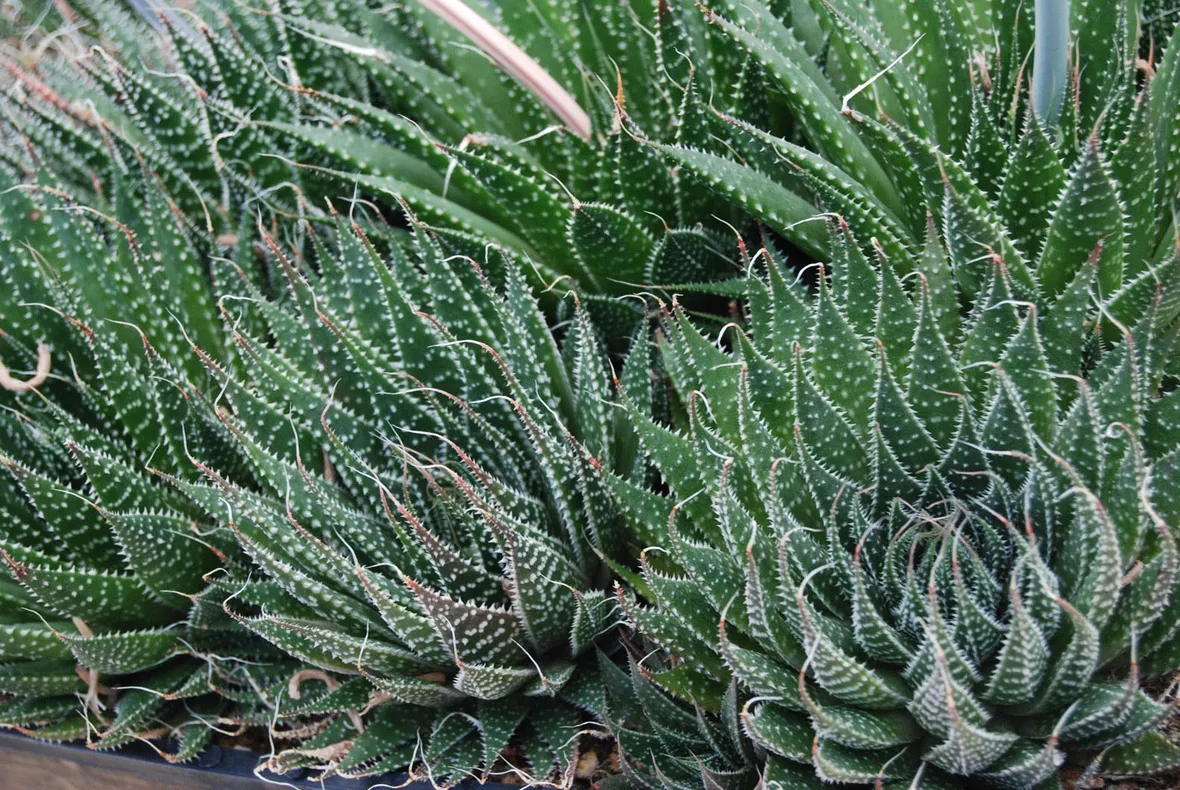 Haworthia