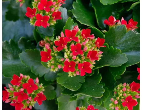 Kalanchoe blossfediana