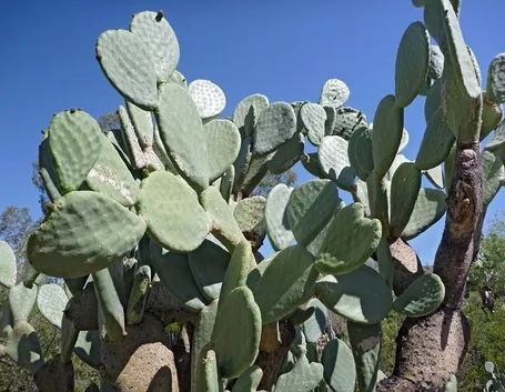 Pianta di Opuntia ficus indica