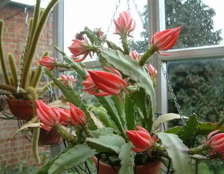 Cactacee delle foreste Epiphyllum